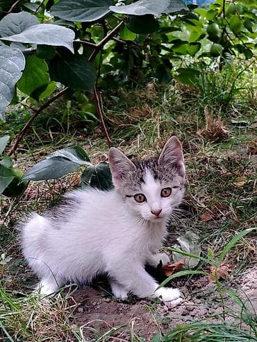 хомяк ош: Отдаём котят в хорошие руки. Город Ош. Котятам по 2 месяца. К латку — 1