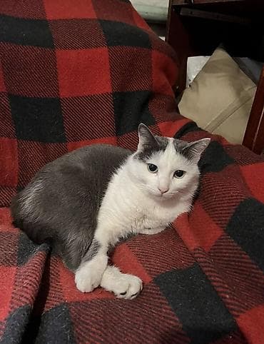 Кошка даром: Беспородная, 2 года, Мальчик, Кастрирована, Приучена к лотку, Проглистована