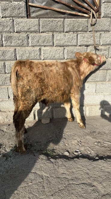 высокоудойные коровы: Продаю | Бык (самец) | Шароле | Для разведения | Искусственник — 1