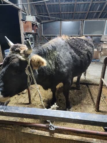 отдам собаку в добрые руки: Продаю | Корова (самка) | Для молока | Привязанные — 3