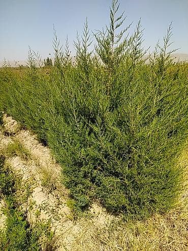 Можжевельник — 3