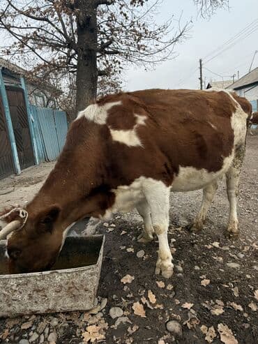 сколько стоит коза дойная купить: Продаю | Корова (самка) | Для молока — 5