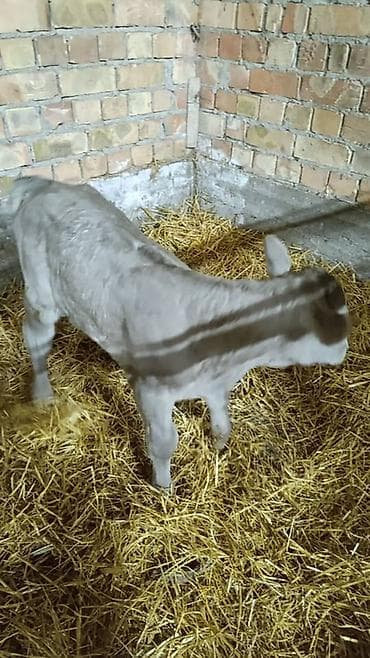 стельная карова: Продаю | Музоо, торпок | На откорм — 1