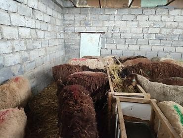 Үй жаныбарлары: Сатам | Ургаачы кой (ургаачы) | Аргын | Көбөйтүү үчүн — 9