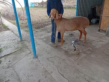 сони грей: Продаю | Овца (самка) | Арашан — 1