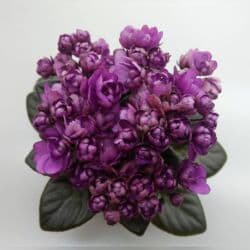 петуния рассада купить: Продаю сортовые, коллекционные фиалки (стандартные, трейлерные,мини и — 27