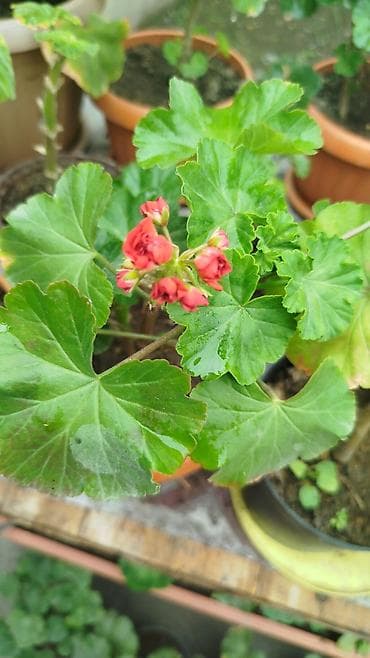 фикус триангулярис: Рассада и комнатные растения в горшках Предлагаются: - — 3