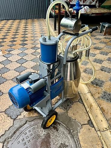 будка бу: Продаю | Корова (самка) — 5