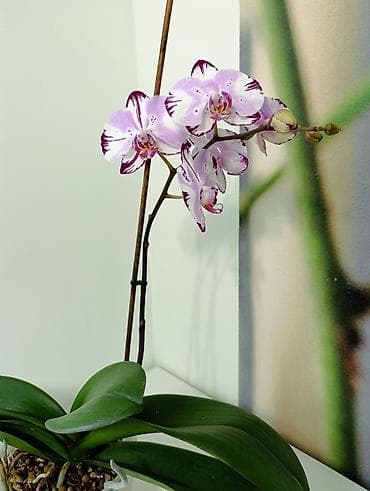 Спорттук бут кийим: Фаленопсис в горшкена всех вото 4 горшочных цветка. каждое растение по — 9