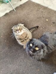 объявления о найденных собаках: Скотиш Фолд (Шотландская вислоухая), 2 года, Мальчик, Черный — 2