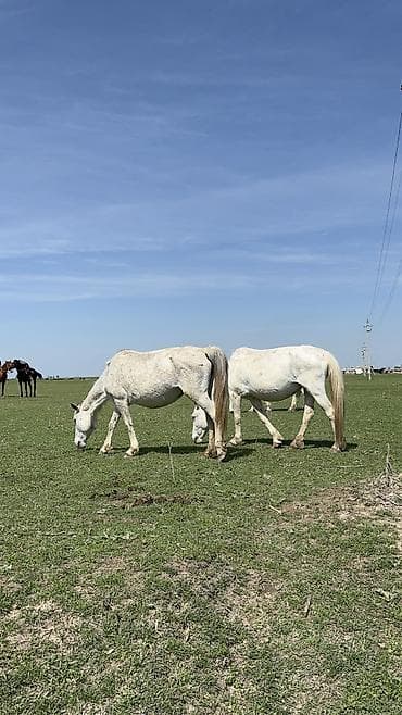 кобыла самка: Продаю | Кобыла (самка) | Для разведения — 4