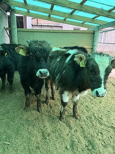 кошки сокулук: Сатам | Бука (эркек) — 6