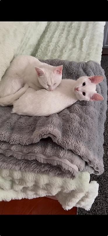 котенок турецкой ангоры: Белоснежные котята - Порода: домашние короткошёрстные - Окрас — 2