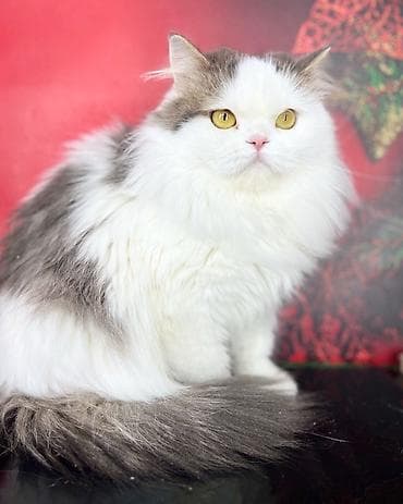 продажа вислоухих шотландских котят: Отдам кошек в добрые руки отдаются все после стерилизации — 2