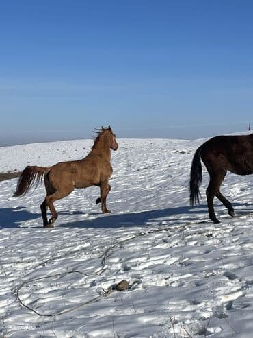 охотник собака: Продаю | Кобыла (самка) | Для разведения — 5