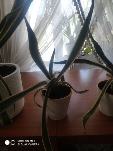 аквариум для форели: Продаю комнатное растение агава цена — 4