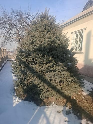 цветы розы саженцы: Саженцы деревьев: Ели — 2