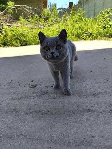 домашний животные: Британская короткошёрстная кошка, окрас блю (серо-голубой) — 1