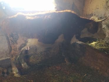 Аквариумы: Продаю | Корова (самка) | Полукровка | Для разведения | Нетель — 3