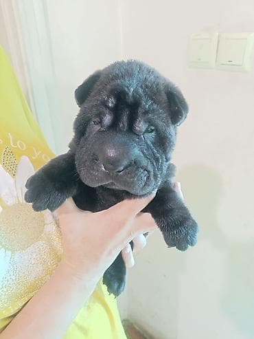 Собаки: Шарпей, 1 месяц, Самец — 3
