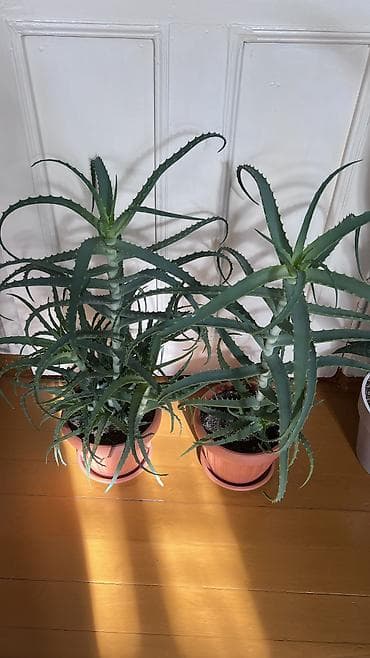 Кактустар: Продаются алоэ возраст 3-5-7 лет. Полезные, экологически чистые — 2