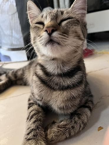 d cat: Кошка даром: Беспородная, Девочка — 6