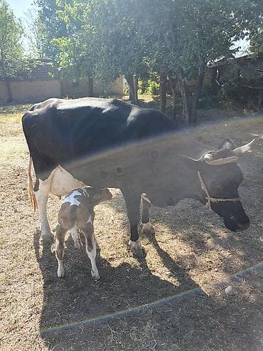 голштины: Продаю | Тёлка | Голштин | Для молока — 4