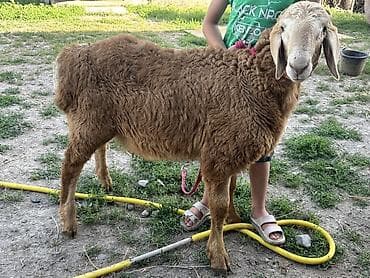 хаски цена: Продаю | Овца (самка) | Для разведения | Племенные — 3