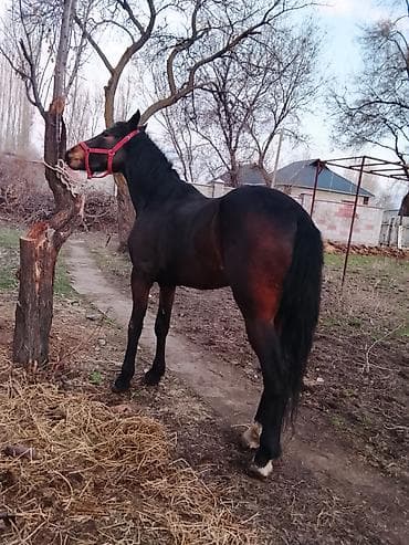 ахалтекинская лошадь: Продаю | Жеребец | Полукровка — 2