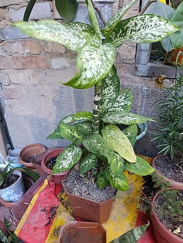 аквариум балыктары: Аглаонема (Aglaonema) в горшке — декоративно-лиственное комнатное — 2