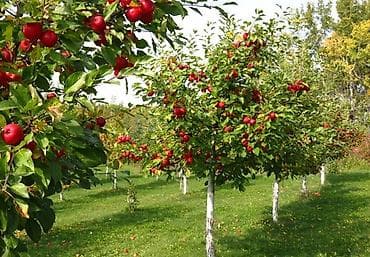 iphone d: Обрезка плодовых деревьев Профессиональная обрезка плодовых деревьев — 3