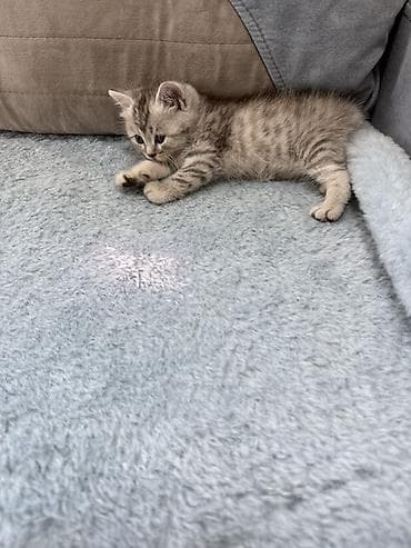 кошка шотландская цена: Скотиш Фолд (Шотландская вислоухая), 1 месяц, Девочка, Приучена к лотку — 9