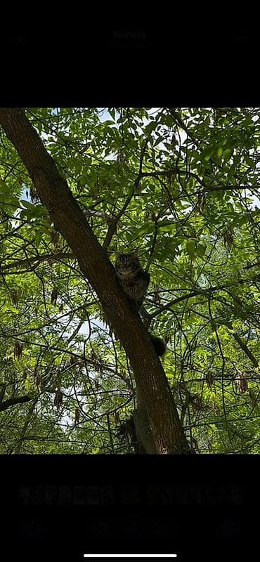 мейкун кошка: Мейн-кун, 1 год, Девочка, Приучена к лотку — 5