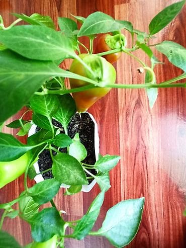 Калемпир: Рассада сладкого перца (европейский сорт). Здесь больше 50 штук. Всего — 2