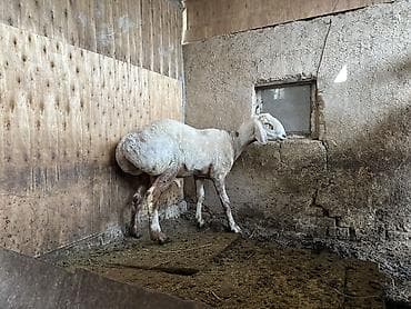 приют для животных бишкек телефон: 1 жаш4ай Гулливер 50 мин окончательно — 1