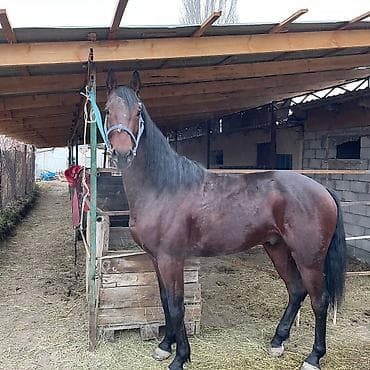 Продаю | Жеребец | Конный спорт | Племенные