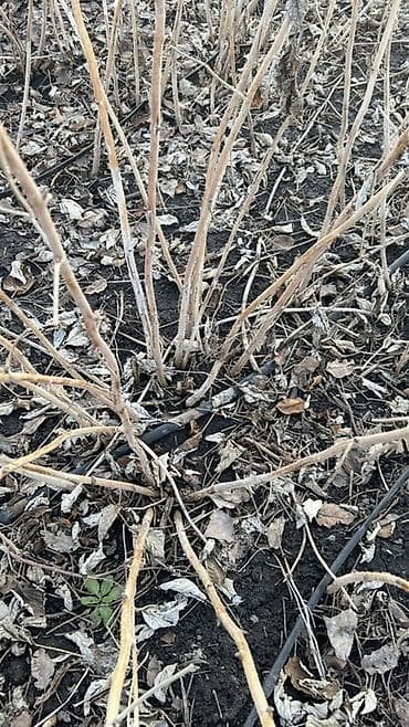 Семена и саженцы: Саженцы малины (ремонтантный тип) — 5