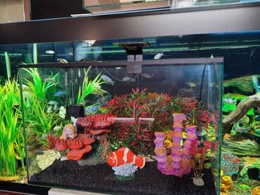 аквариумная рыбка: Аквариум новый с декорациями и оборудованием объём 50 л — 3