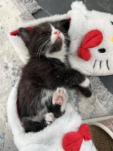 британские котята в дар: Срочно продаю котенка Очень умный, знает латок на 5+ игривый, спит — 3