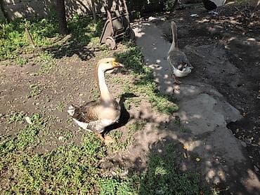 утки мандаринки: Домашние гуси - Порода: линда+крупные серые (характерный «шишак» на — 4