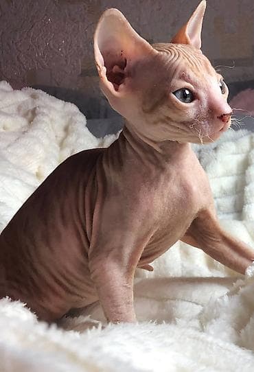 милые животные: Котёнок породы донской сфинкс крупными ушами и выразительными голубыми — 3
