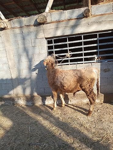 кукуруза замороженная: Продаю | Музоо, торпок | На откорм | Привязанные — 5