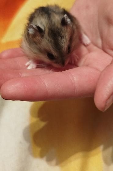 шотландская вислоухая кошка фото цена: Продаю джунгарских хомяков!Один хомяк 220 с таких цен нигде нет — 2