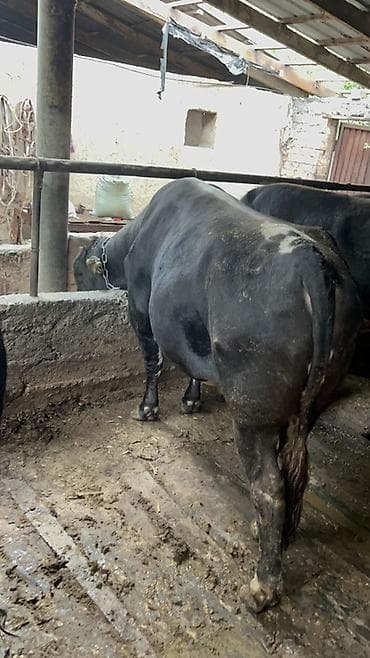 телка голштин: Продаю | Бык (самец) | На откорм | Привязанные — 8