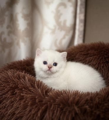 цена вислоухой кошки: Продаётся очень .красивый, плюшевый колорный маль чик .Котёнок — 4