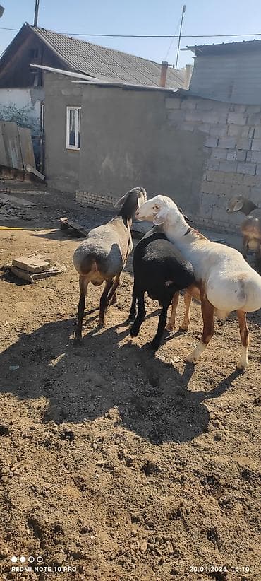 Продаю | Баран (самец) | На забой, Для разведения | Племенные