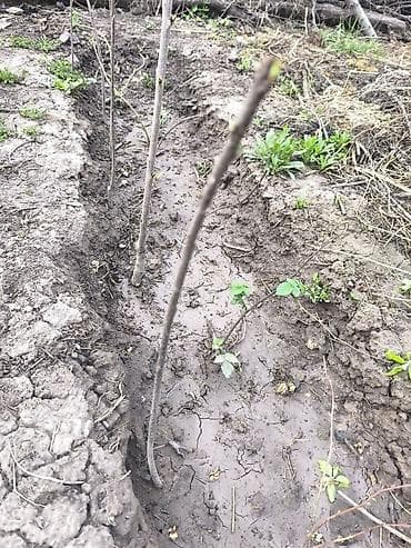 Черешня: Черемуха саженцы однолетка . Цена окончательная . Нижняя Алаарча. - — 7