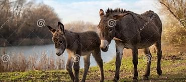 турбо ишак купить: Домашние ослы – пара: взрослое животное и жеребёнок. Описание: - — 3