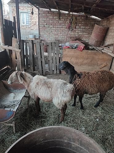 дикие птицы: Продаю | Овца (самка) | Для разведения | Матка — 4