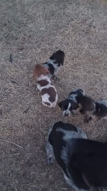 породистые собаки ищут дом: Щенки охотничьих собак - Возраст: 2 месяца - Окрас: пятнистые — 1
